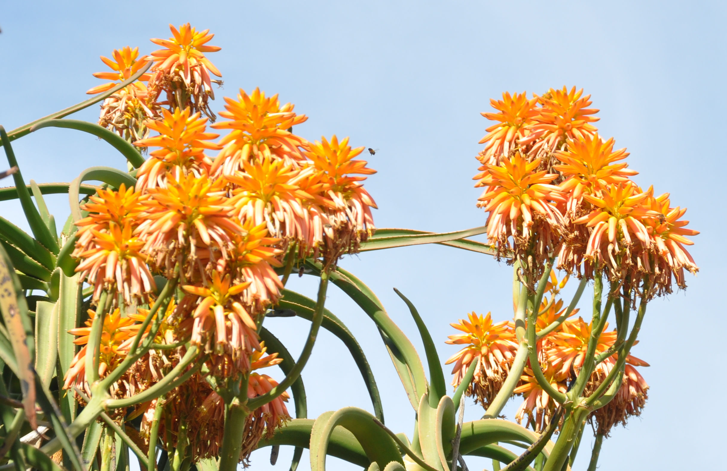 Aloe Bainesii Hybrid ‘neanderthaloe