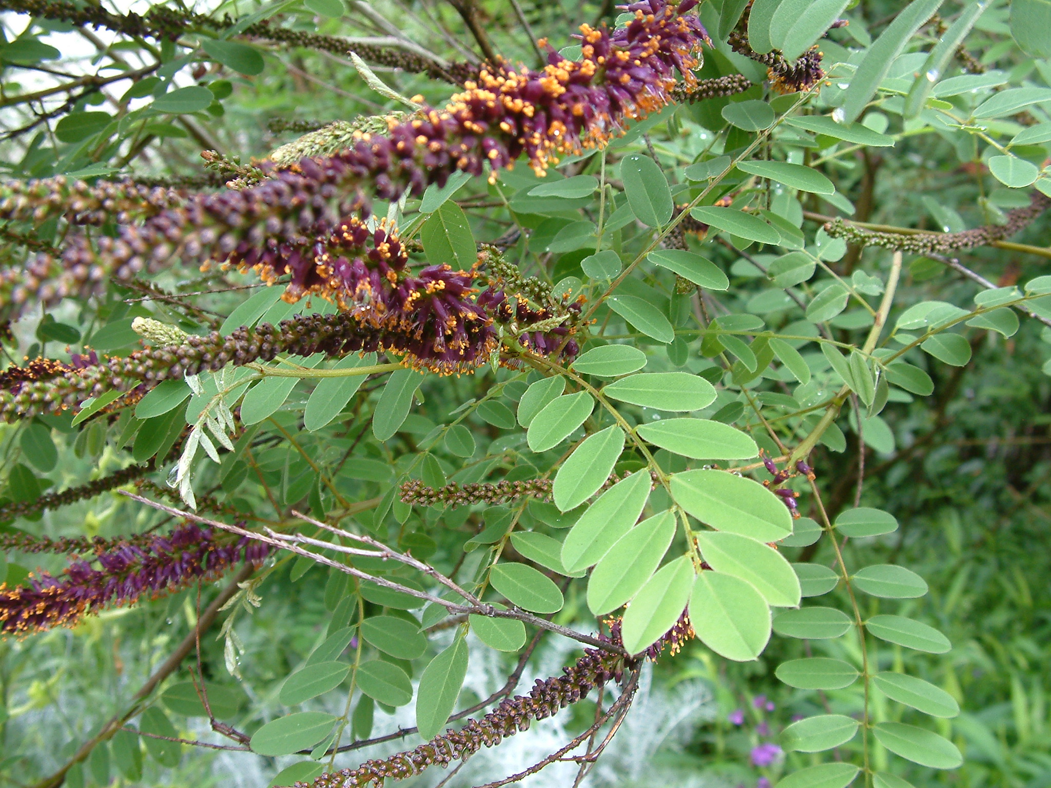 Amorpha californica