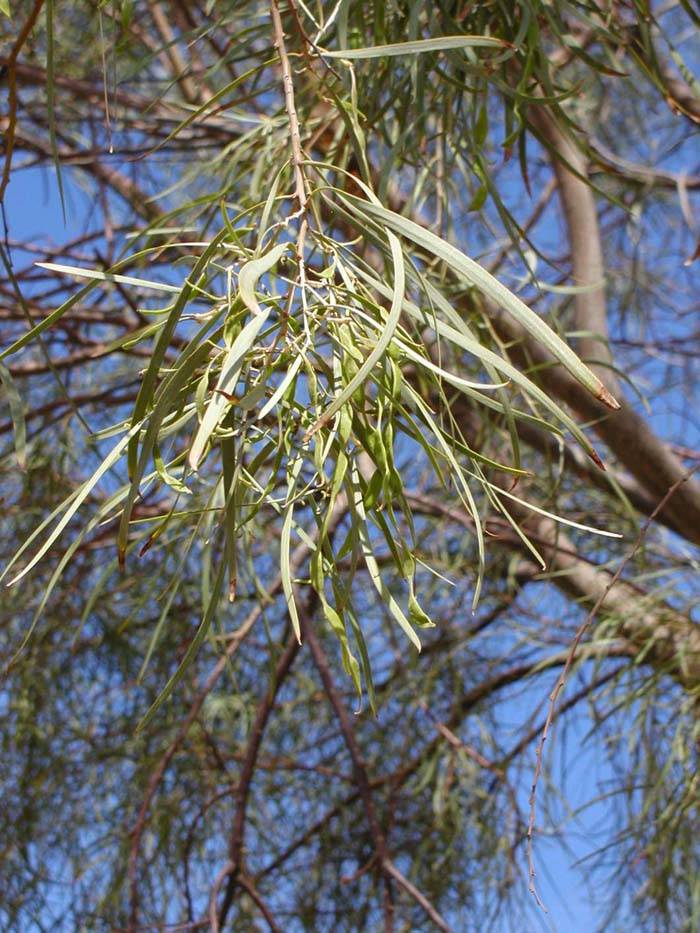 Acacia Stenophylla