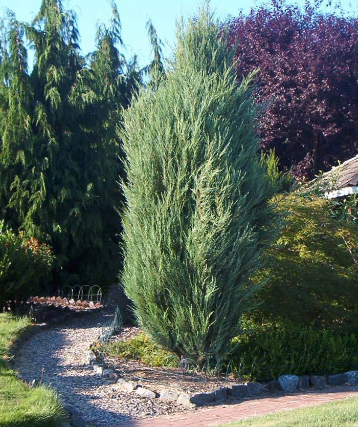 Juniperus Scopulorum 'skyrocket'