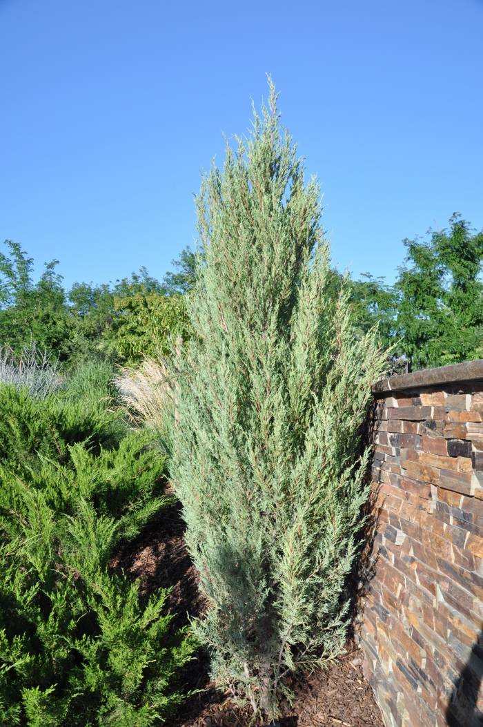 Juniperus Scopulorum Skyrocket