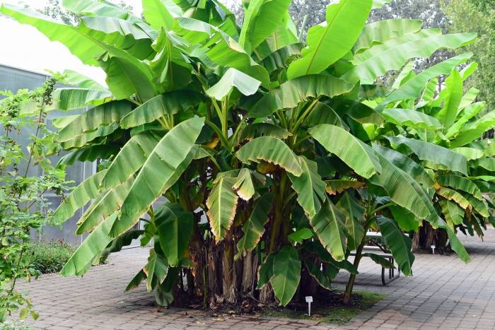 Musa basjoo hardy green banana plant, approximately 50 cm height.