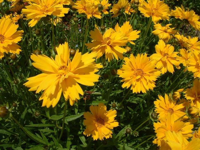 Coreopsis grandiflora