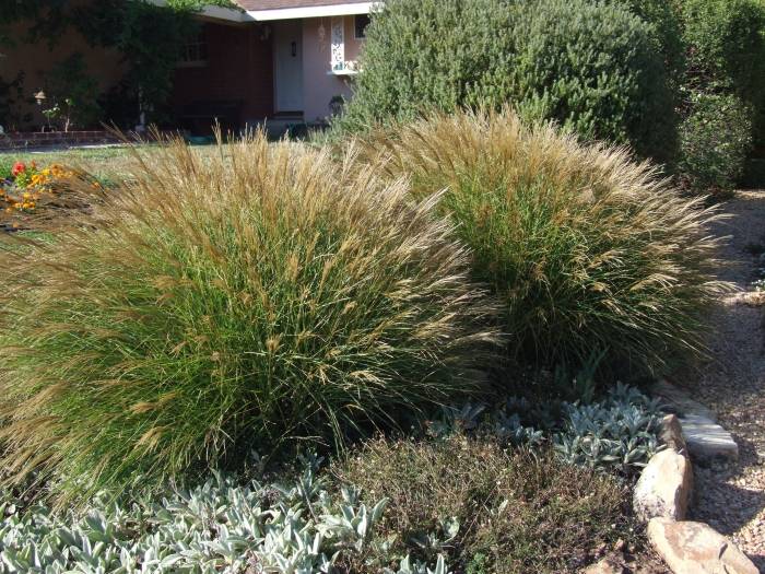 Miscanthus sinensis 'Little Kitten'