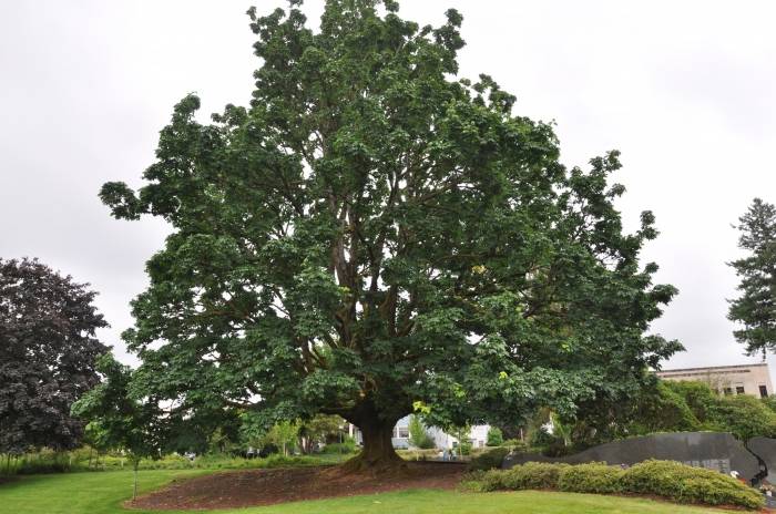 Big Leaf or Oregon Maple (Acer macrophyllum) - Heritage Fruit Trees