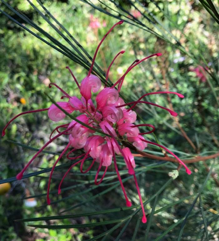 Grevillea 'Long John'