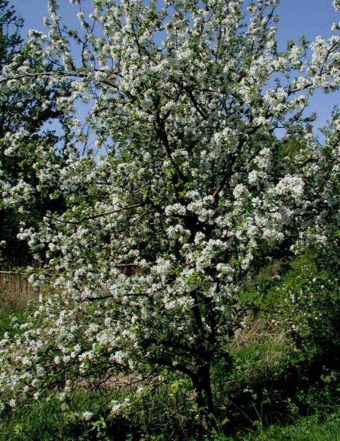 Malus Pumila