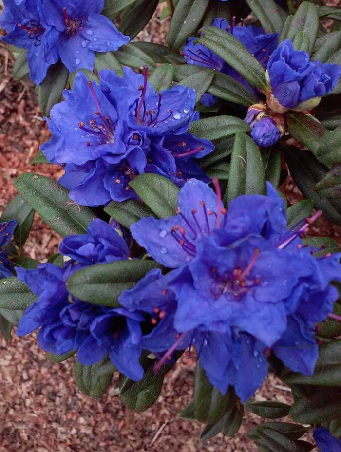 Azalea ‘Blue Baron’