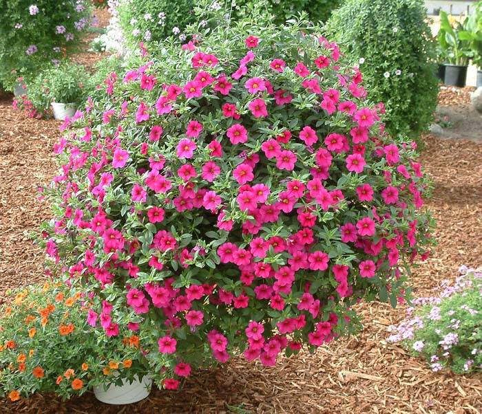 Calibrachoa 'cherry Pink'