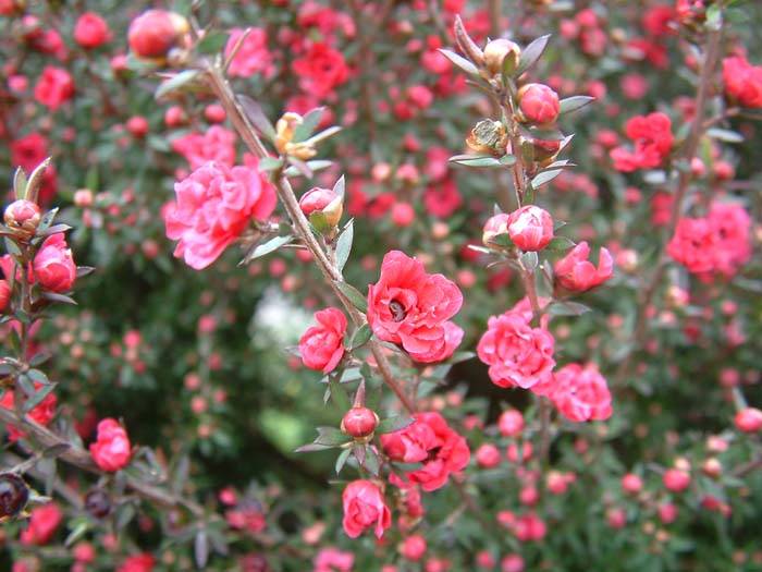 leptospermum-scoparium-burgundy-queen