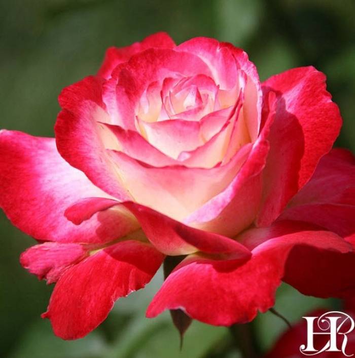 Double Delight Hybrid Tea Rose