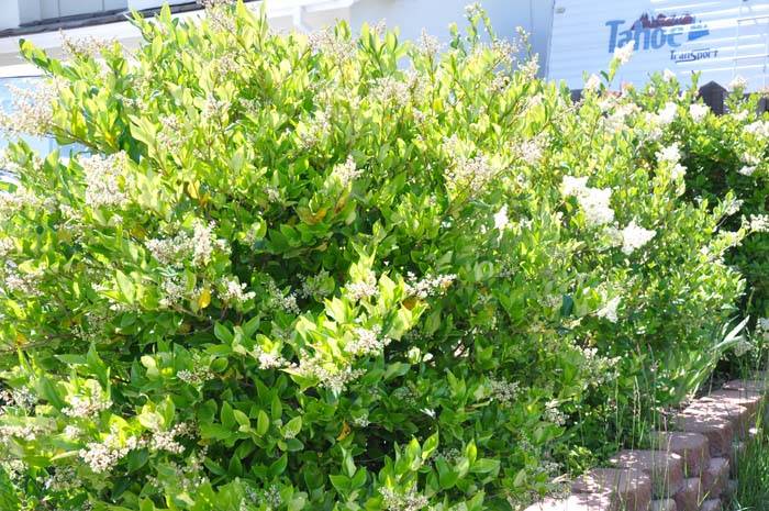 Ligustrum Japonicum 'texanum'