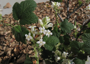 White Flowering Currant