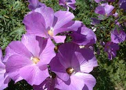 Purple Delight Lilac Hibiscus