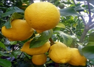 Improved Meyer Lemon