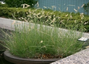 Mosquito Grass