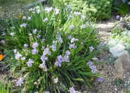 Pacific Coast Irises