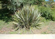 New Zealand Flax Cultivars