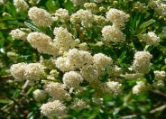 White Blossom Ceanothus