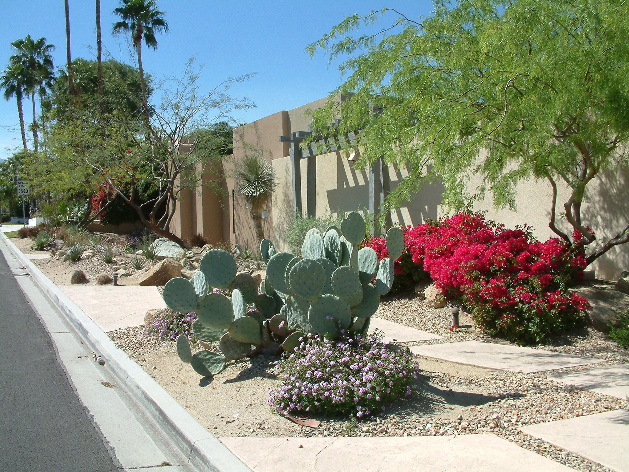 Bougainvillea 'La Jolla'