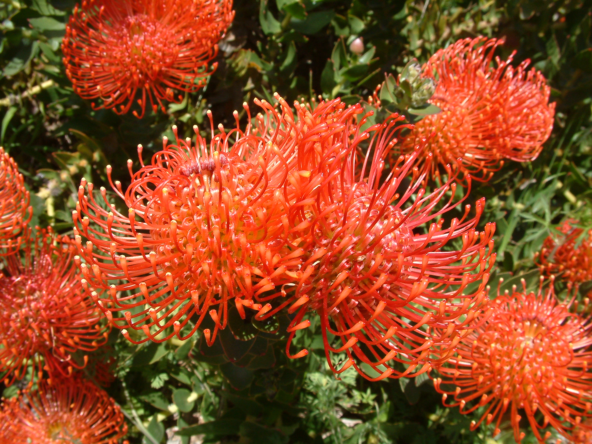 Leucospermum 'Tango'