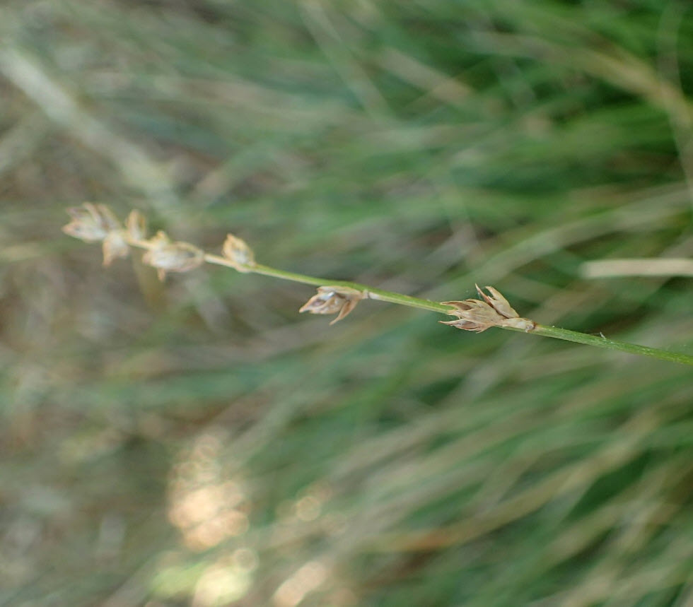 Carex tumulicola - Berkeley Sedge | PlantMaster