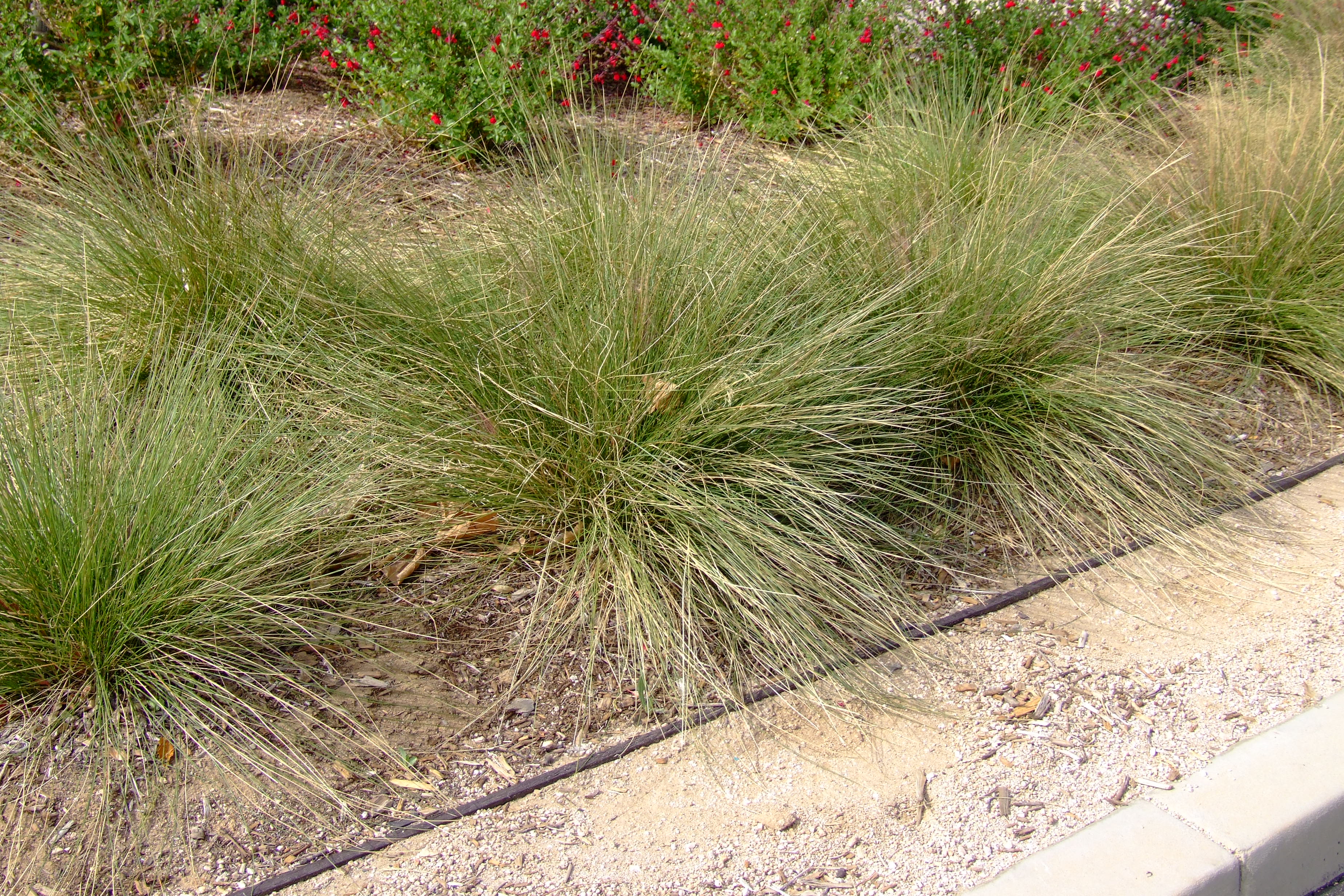 Festuca muelleri