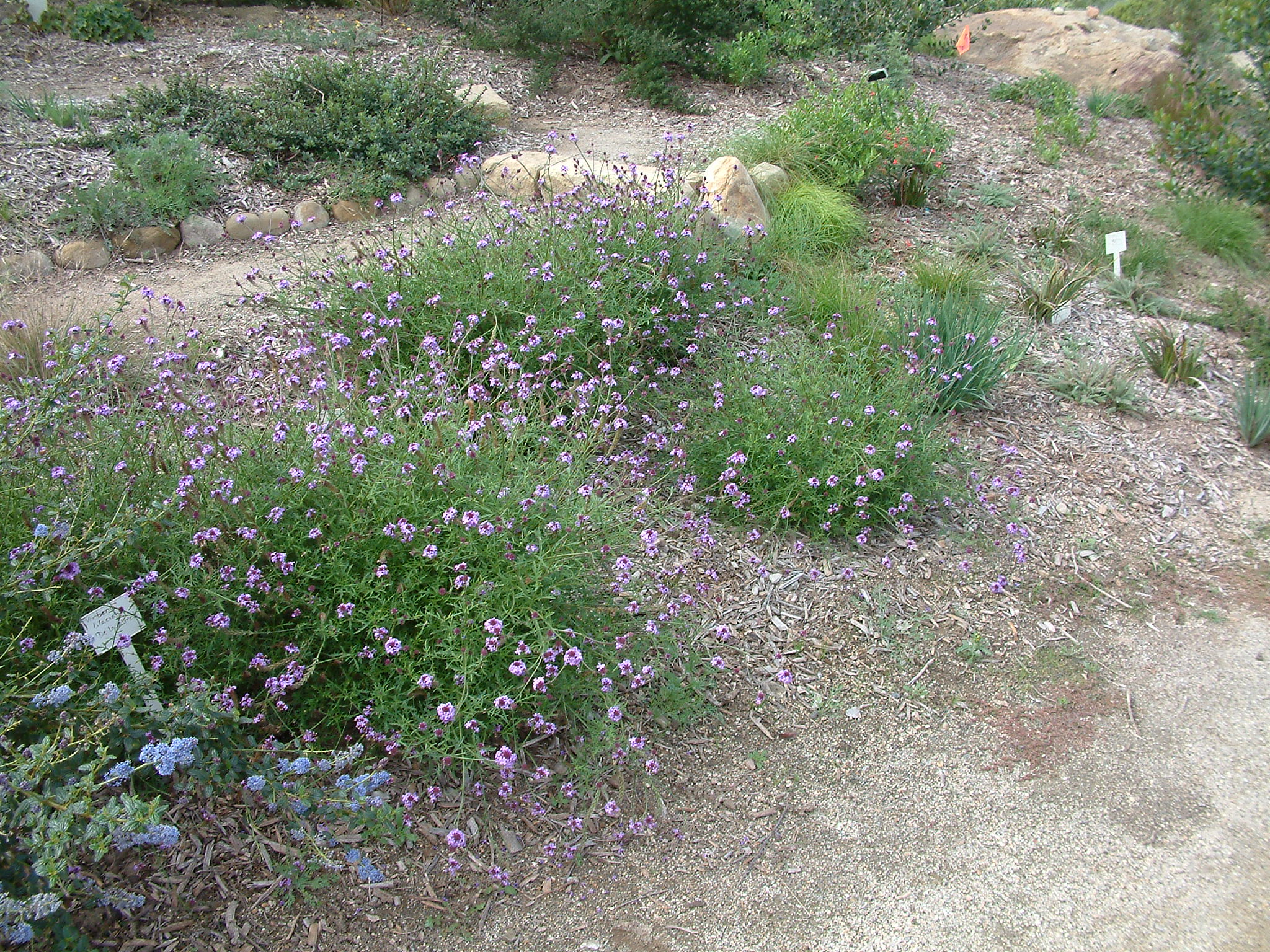 Verbena Lilacina De La Mina