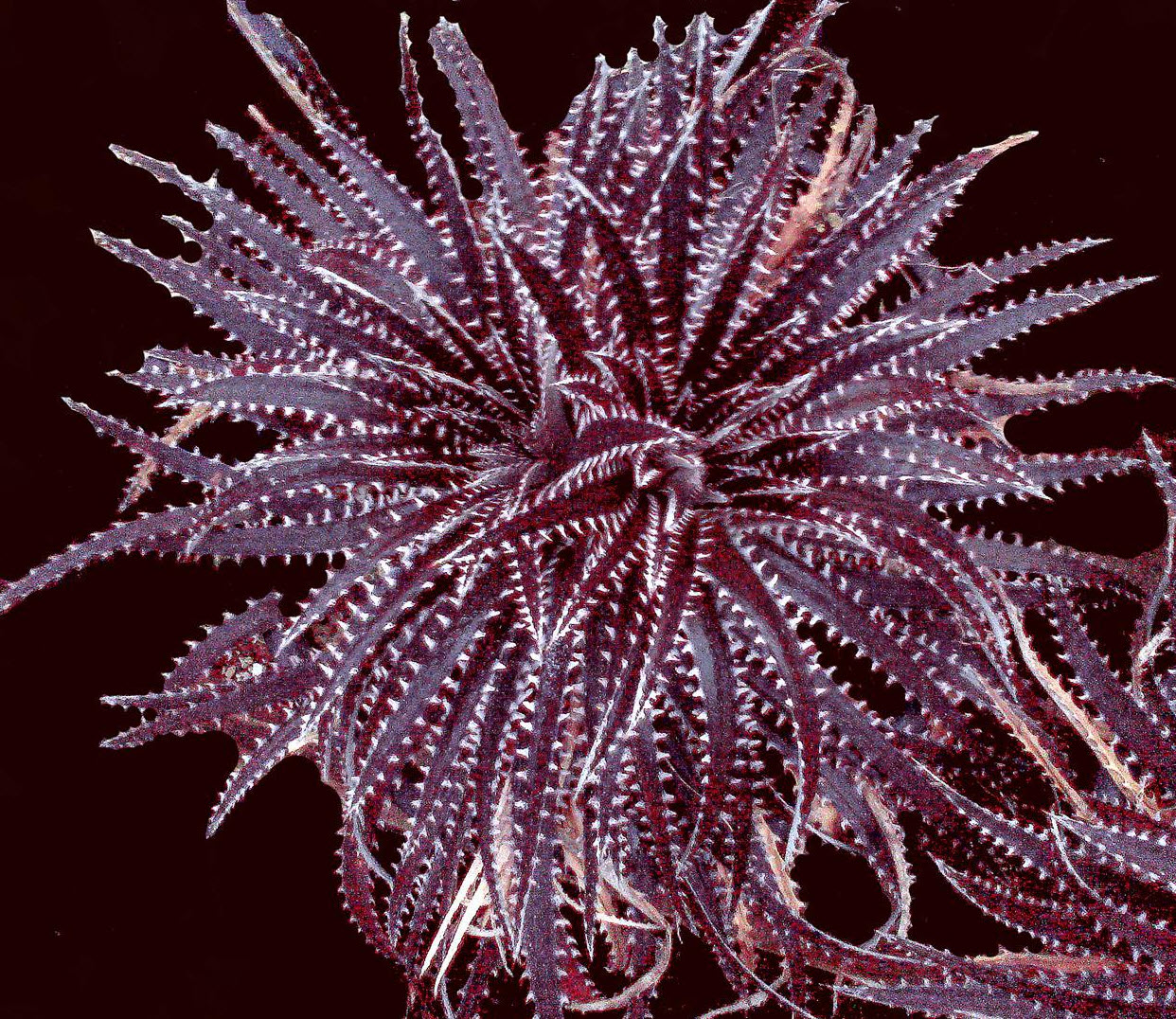 大人気定番商品 Dyckia 'Silvertooth Tiger' - Silvertooth Tiger Bromeliad ブロメリア・エアープランツ