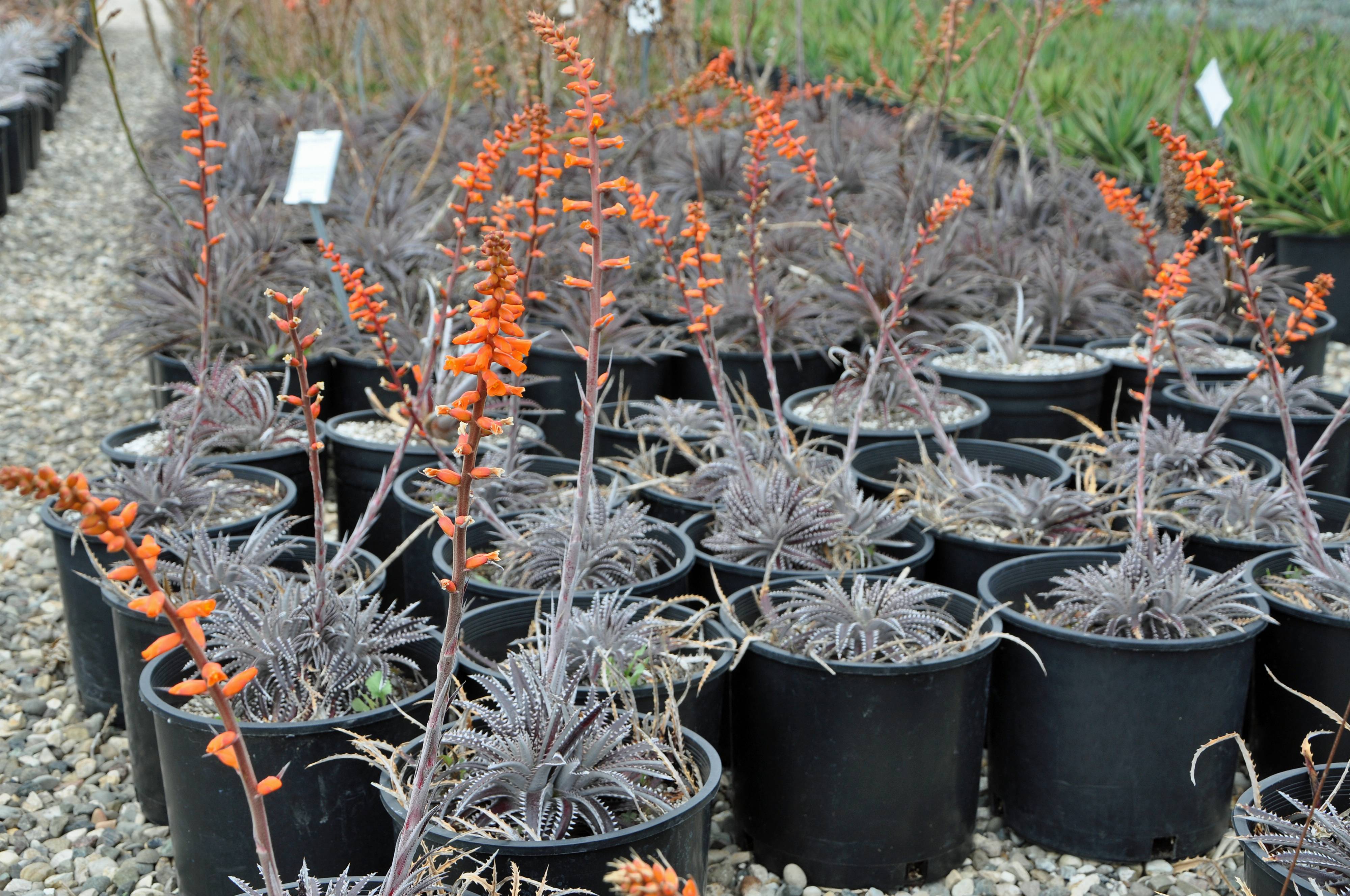 送料無料 いくらから Tiger' 'Silvertooth Dyckia - Bromeliad Tiger Silvertooth ブロメリア・エアープランツ