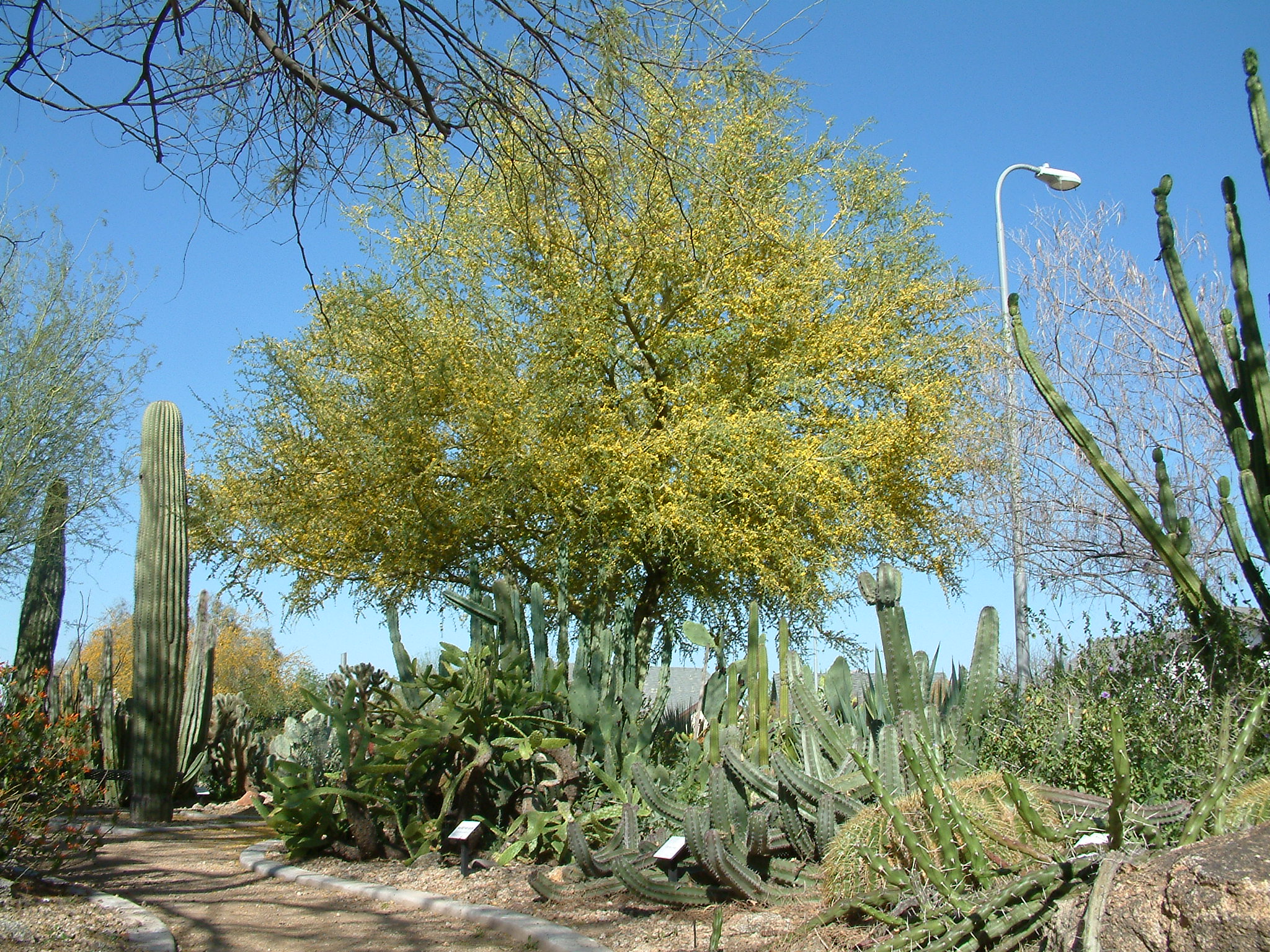 Geoffrea decorticans Chilean Palo Verde PlantMaster