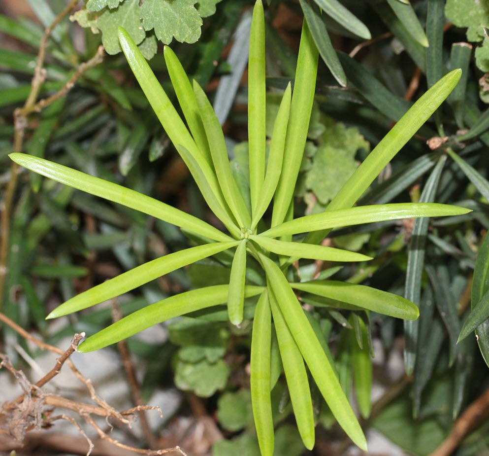 sansevieria black coral pflege Black Coral Snake Plant For Sale | PlantingTree.com
