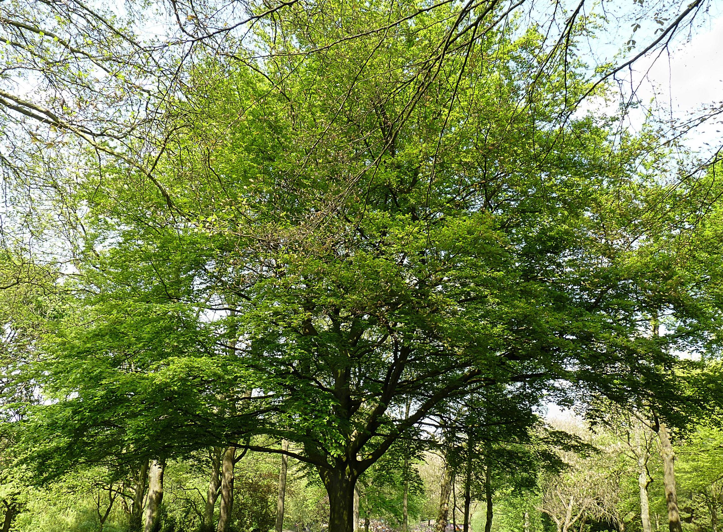Fagus sylvatica - European Beech | PlantMaster
