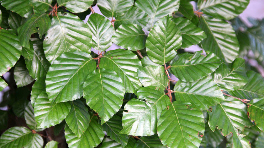 korbmarante rosa Korbmarante 'Dottie' - Calathea roseopicta Dottie