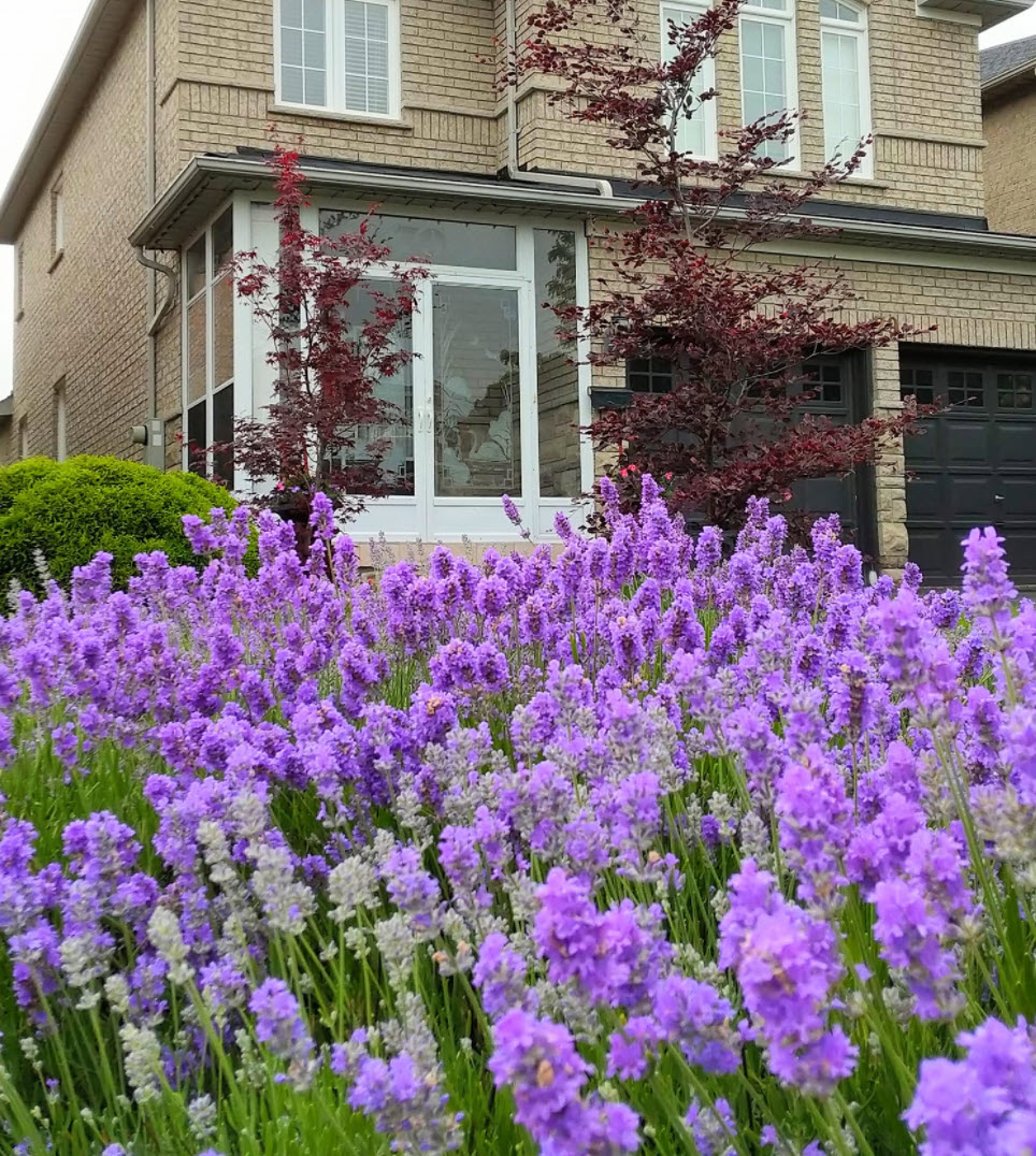 Lavandula x intermedia 'Grosso' - Grosso Long Stemmed Lavender | PlantMaster