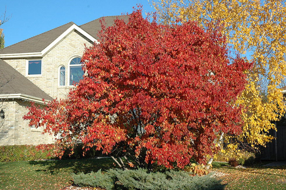 Клен гиннала фото кустарник Клен гиннала фото кустарник