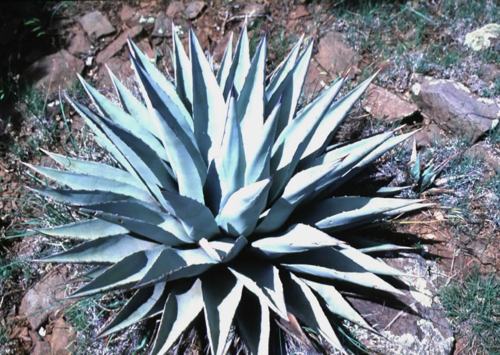 Agave parryi v. couesii - Couesii Century Plant | PlantMaster