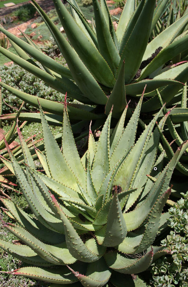 Aloe ferox - Bitter Aloe, Red Aloe | PlantMaster