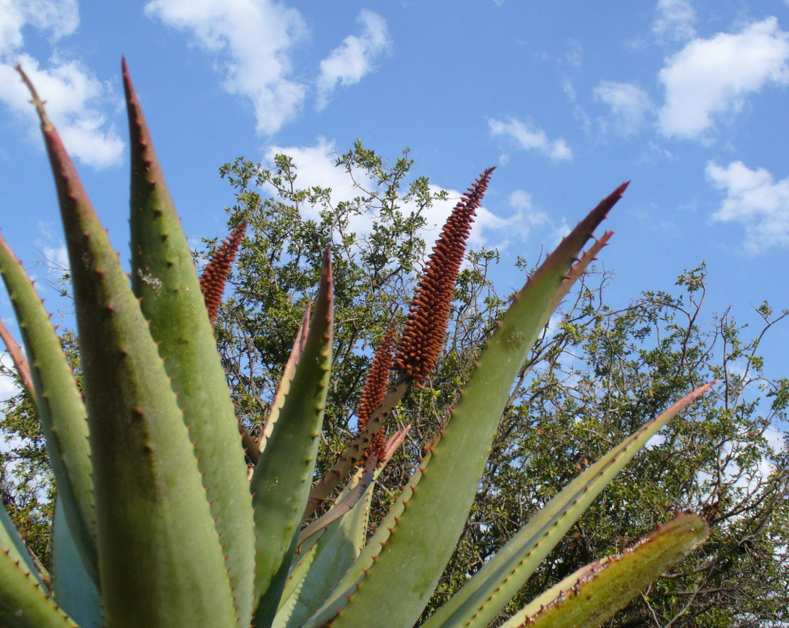 Aloe ferox - Bitter Aloe, Red Aloe | PlantMaster