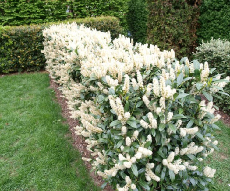 Schipka Cherry Laurel All You Need To Know About Laurel Hedging Plants