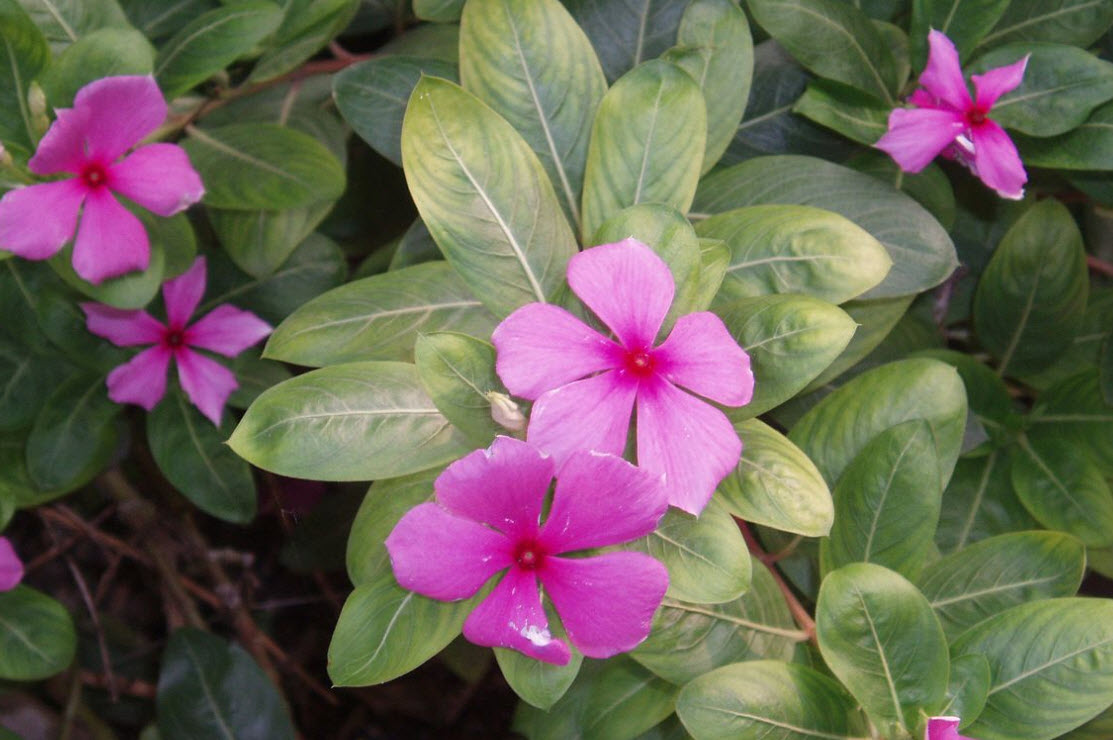 Catharanthus roseus