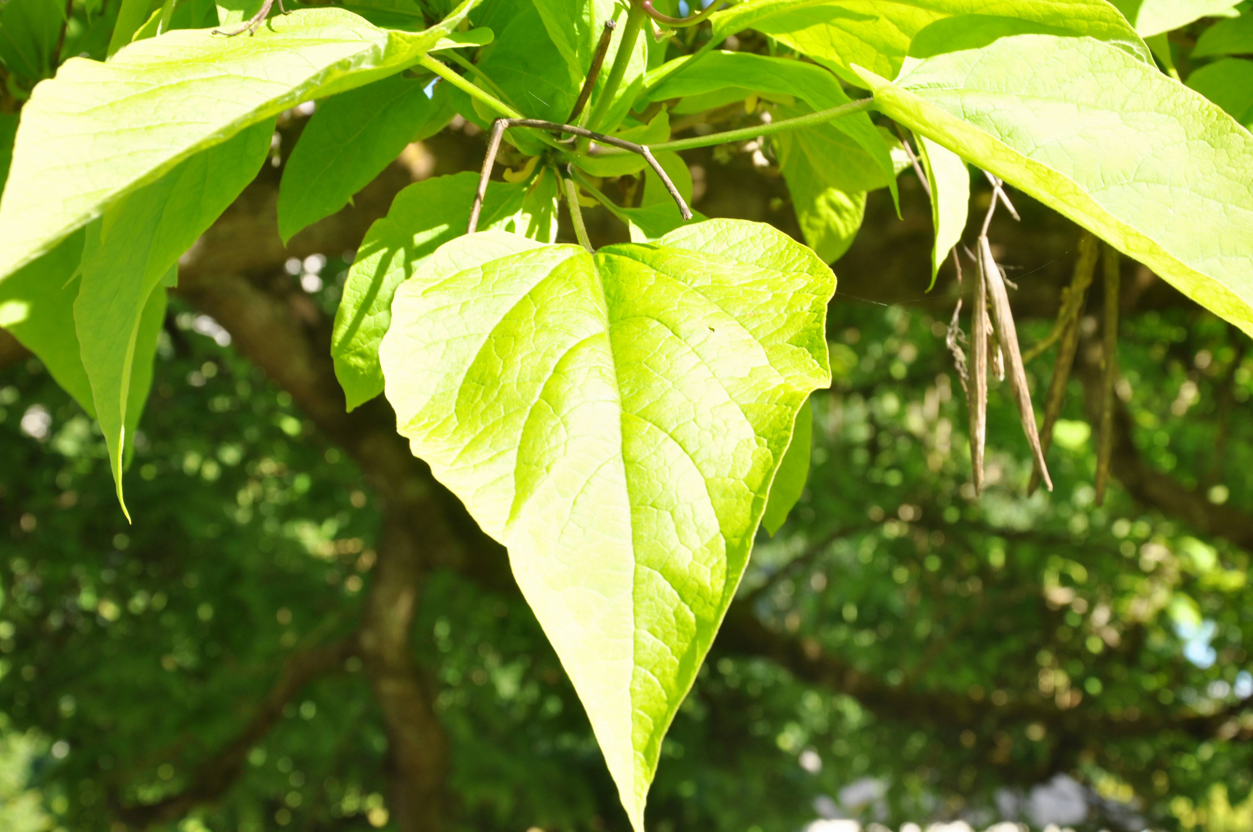 Катальпа листья. Липа катальпа. Catalpa speciosa. Катальпа прекрасная. Катальпа дерево стручок.