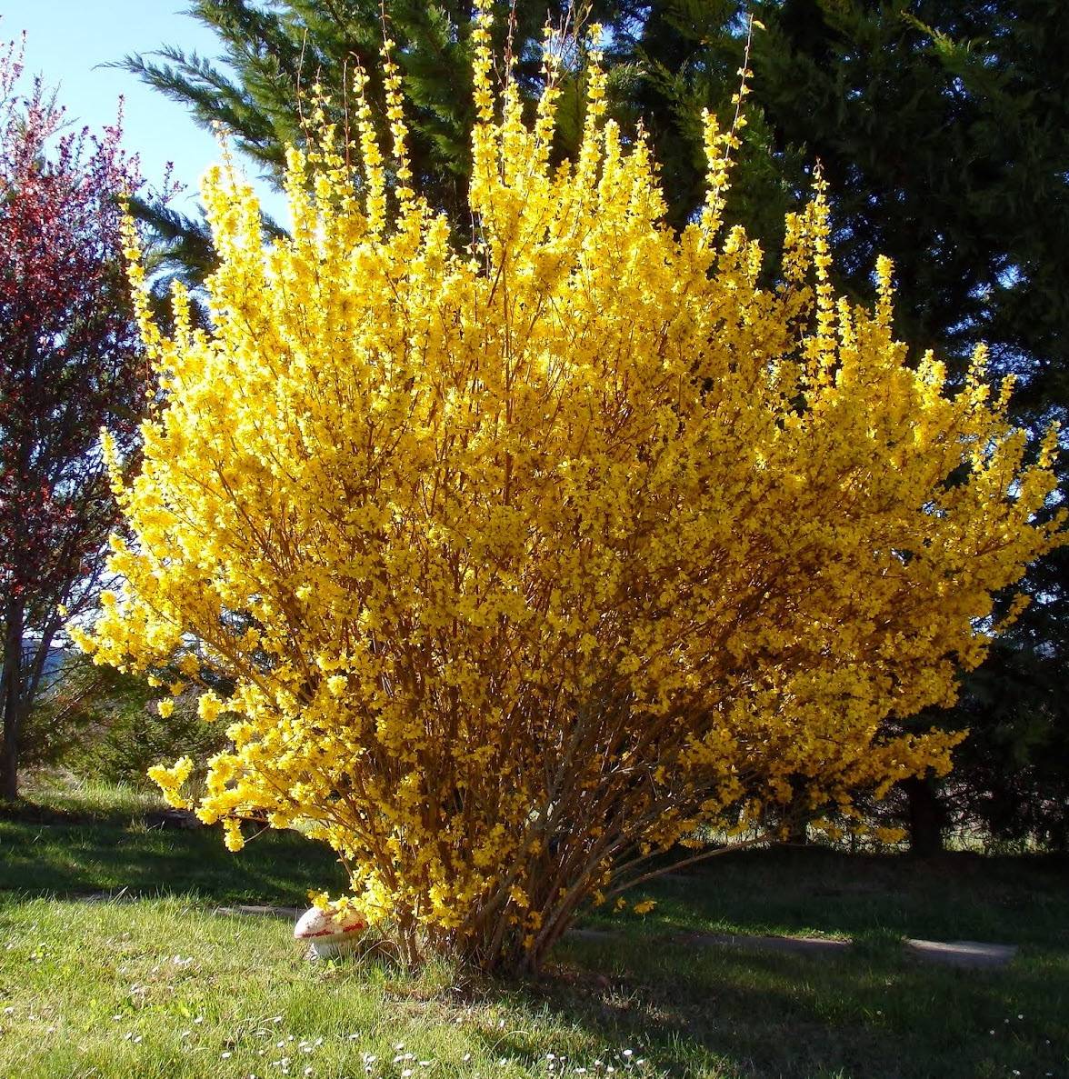 Forsythia x intermedia 'Spectabilis' - Showy Forsythia | PlantMaster