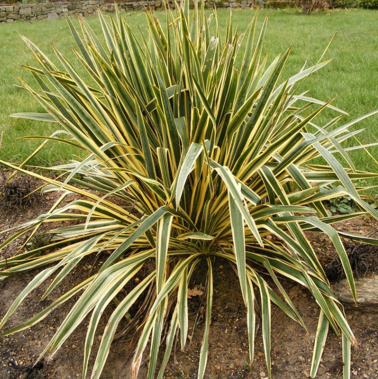 Yucca filamentosa 'Bright Edge'