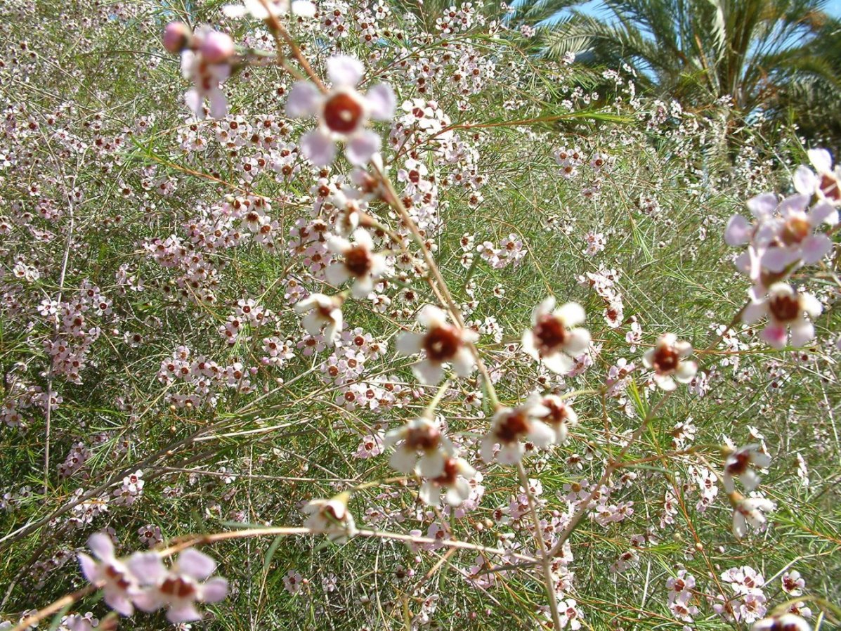 Chamelaucium uncinatum - Geraldton Wax Flower | PlantMaster