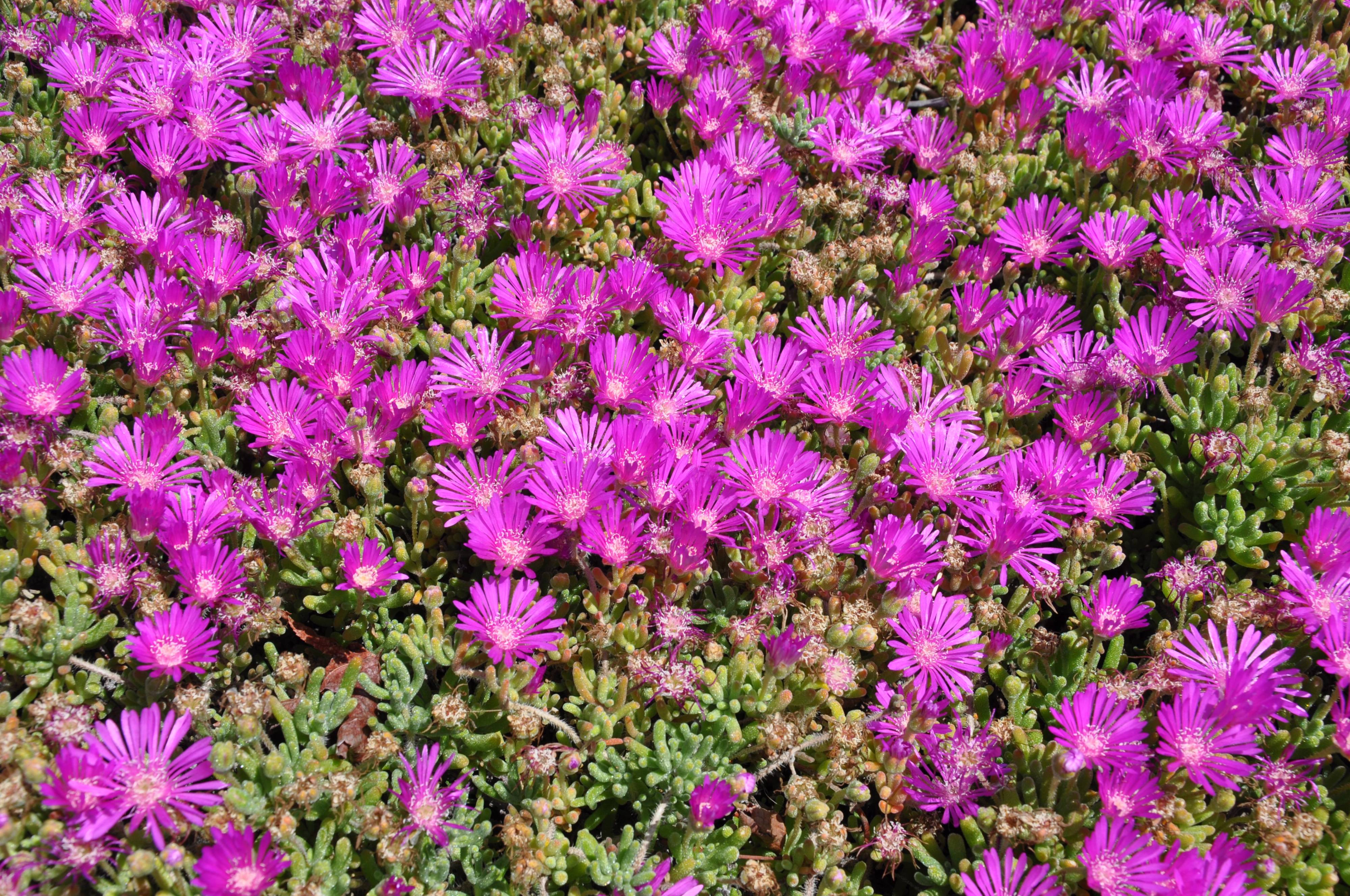 Лампрантус (Lampranthus) виды, фото