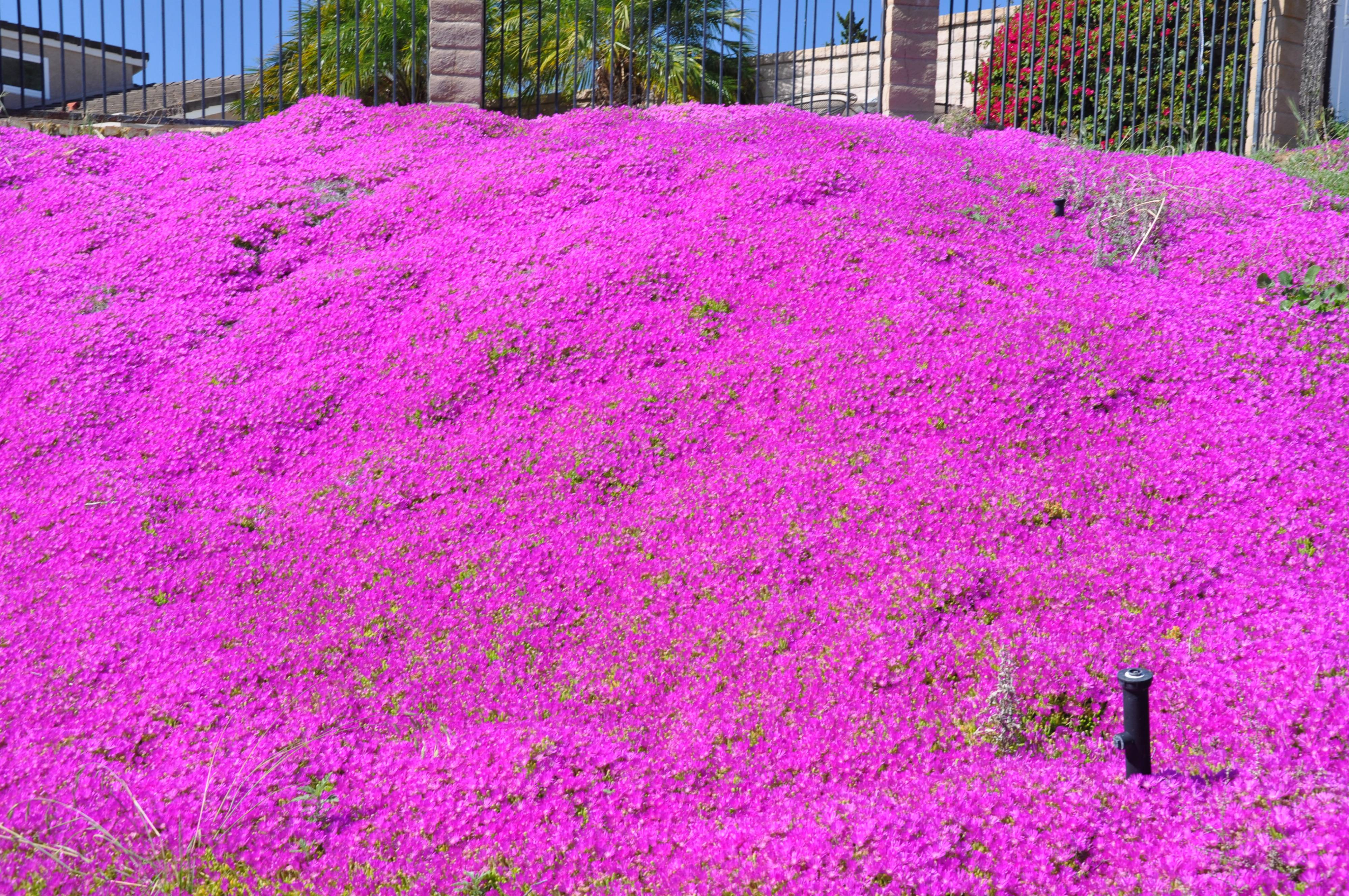 Lampranthus spectabilis