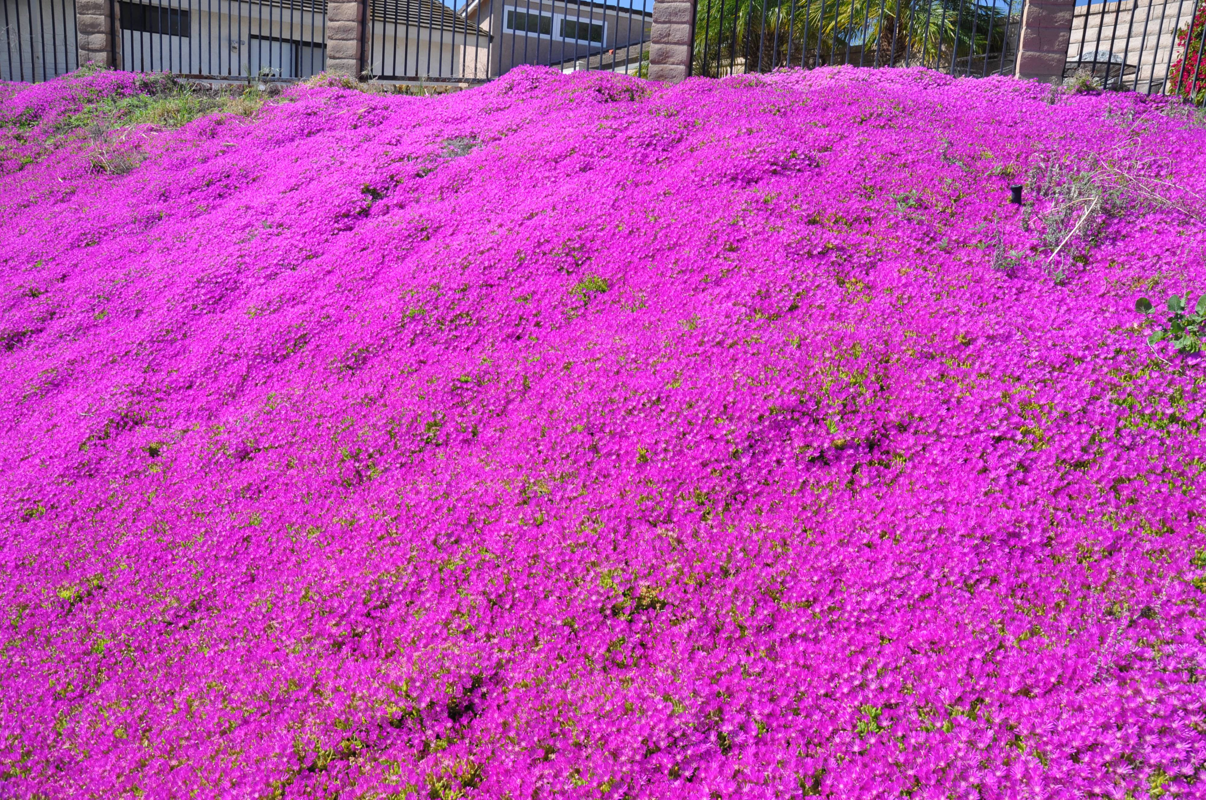 Lampranthus spectabilis