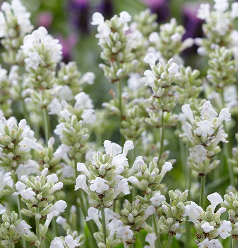 Lavandula angustifolia 'Nana Alba' - Dwarf White English Lavender |  PlantMaster