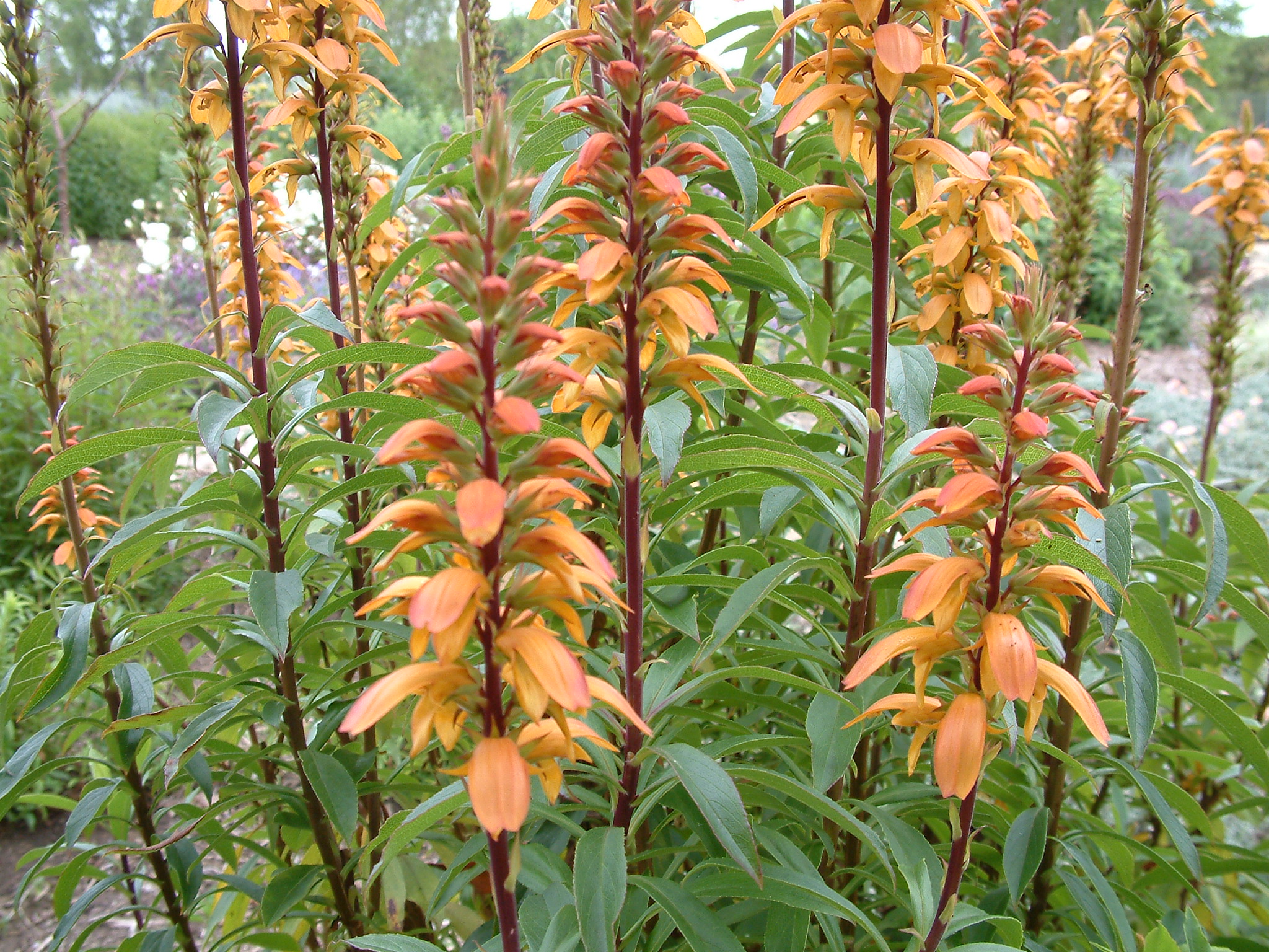 Isoplexis canariensis - Canary Island Foxglove | PlantMaster